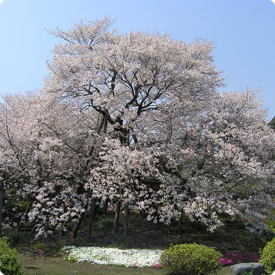 狩宿の下馬桜