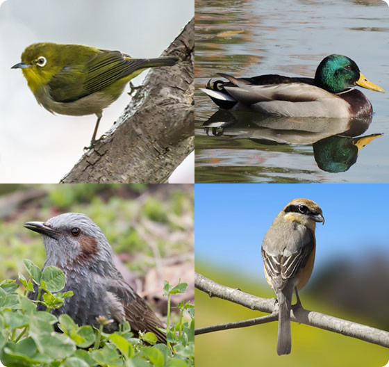 野鳥観察